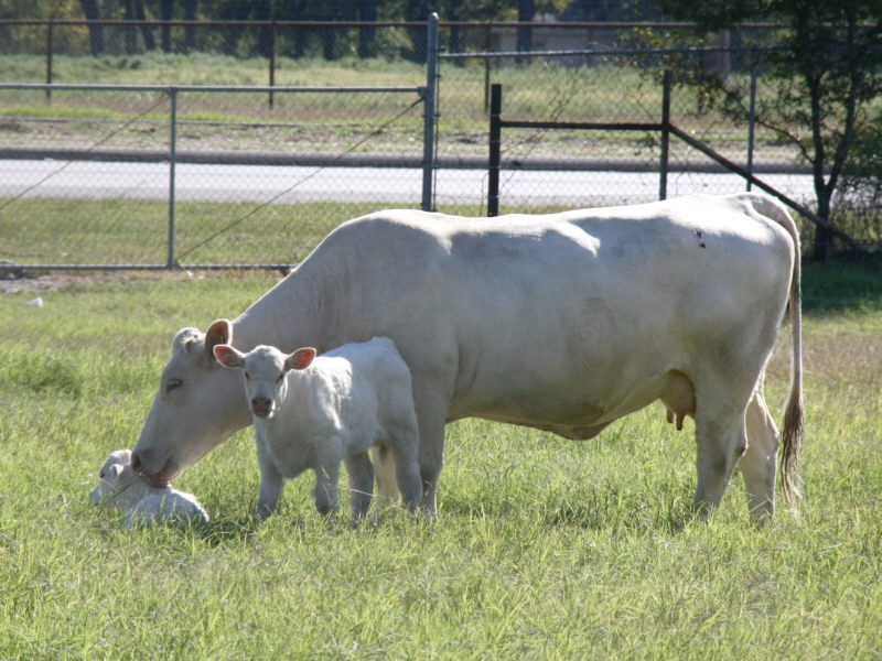 Charolais_F21981R.jpg