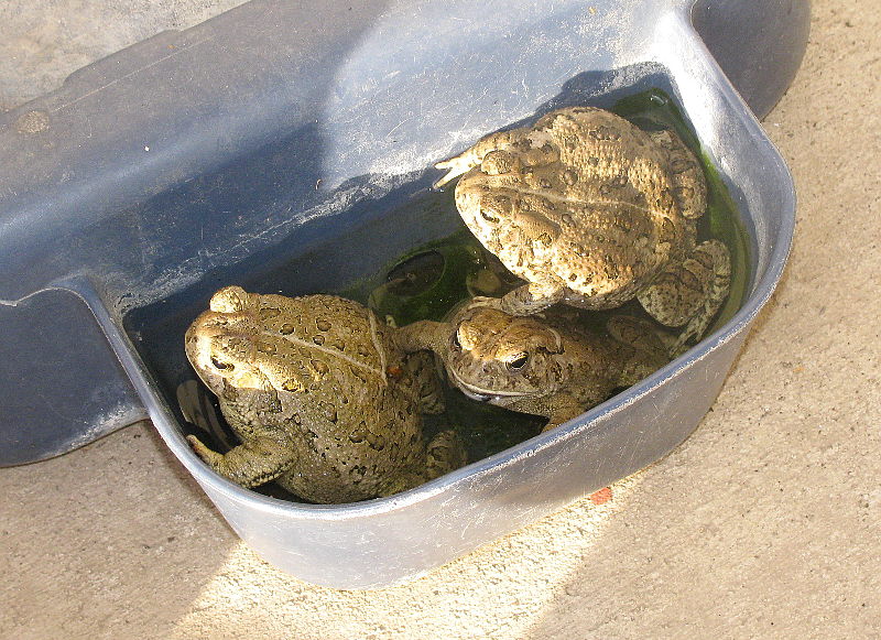 Frogs_G02650B.jpg
