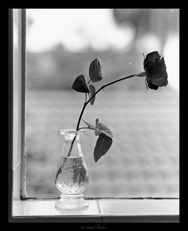 Black_Rose__Dirty_Window_by_philosomatographer.jpg