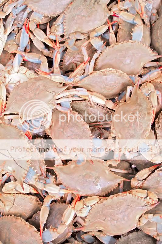 pink_crabs.jpg