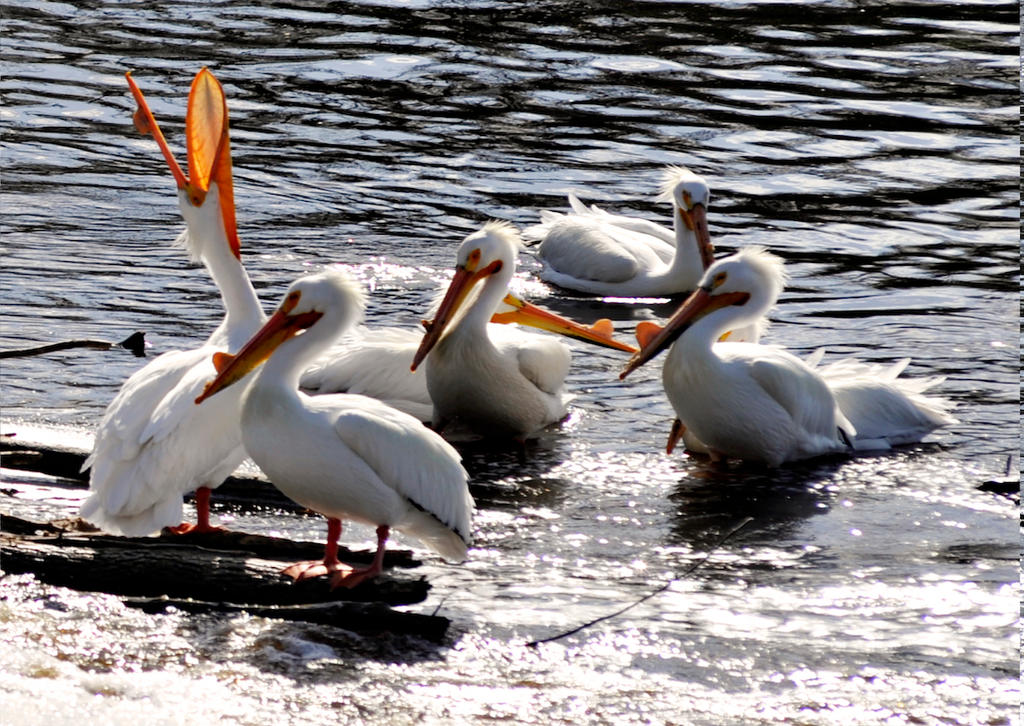 shouting_white_pelican_by_rufusthered-dcbqemn.jpg