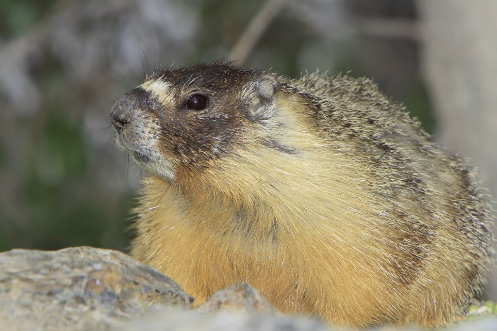 www.smithsonianmag.com