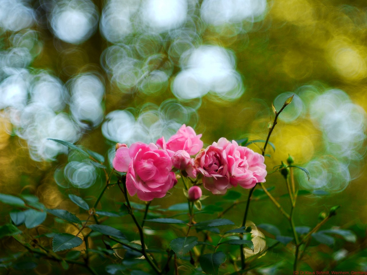 AB4D3F14-0046-4BD9-B971-D6DBADB36A91.jpeg