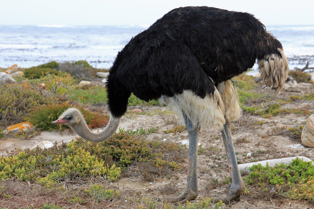 Afrikanischer Strauß - Ostrich (Struthio camelus)3.jpg