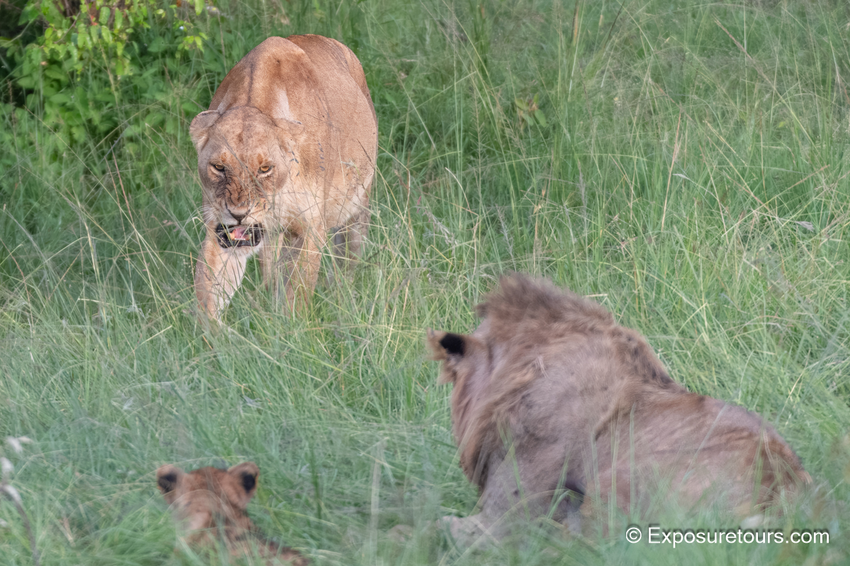 angry lioness photo safari.JPG
