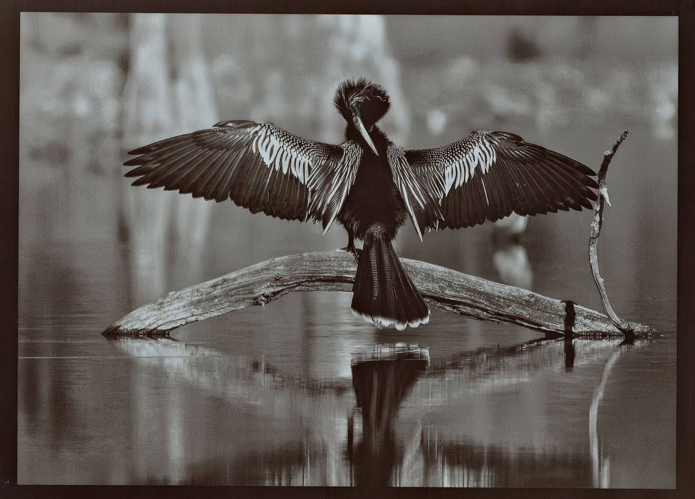 anhinga 2 copy.jpg