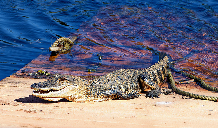 baby-gator.jpg