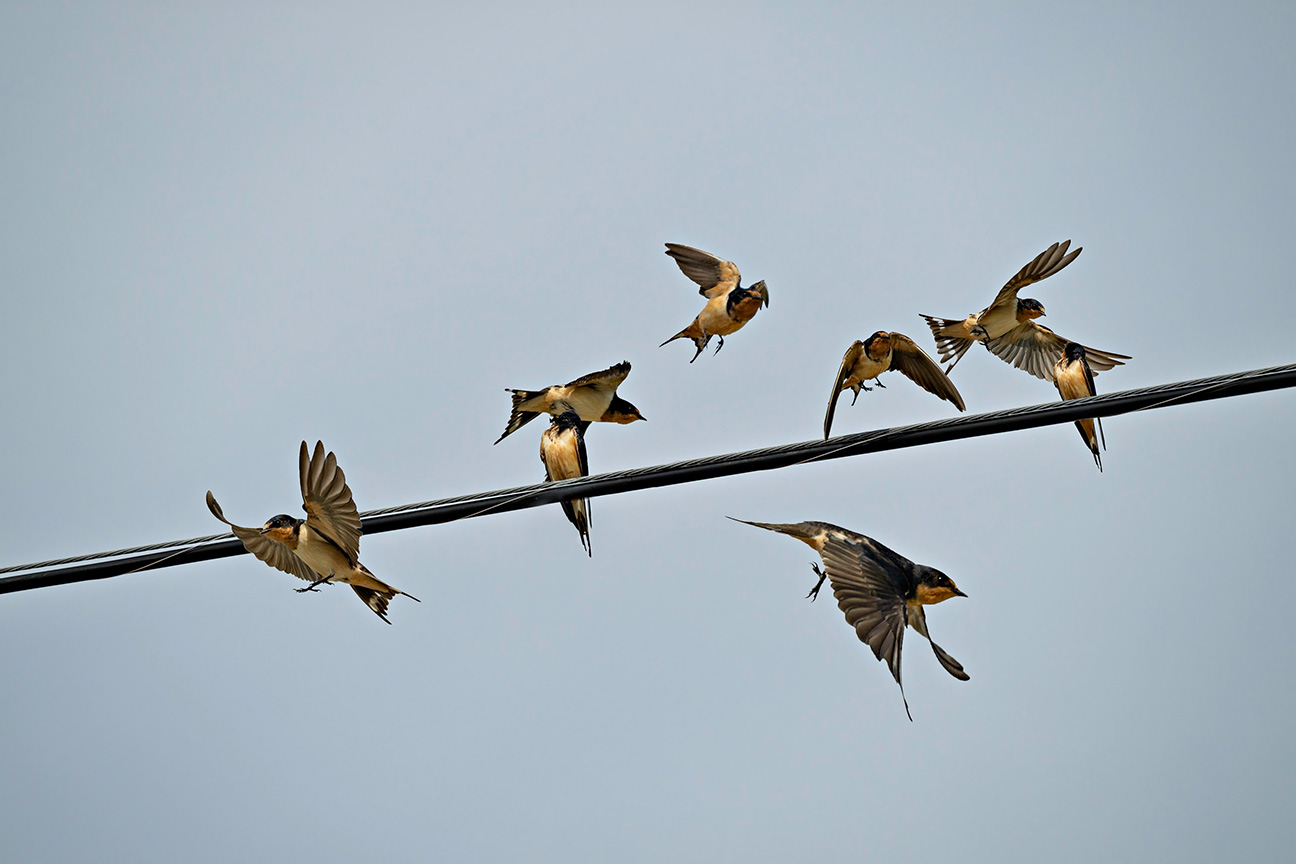 barn-swallow-stampede-3.jpg