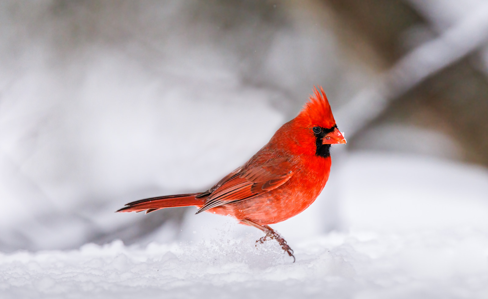 Cardinal coming in snow.jpg