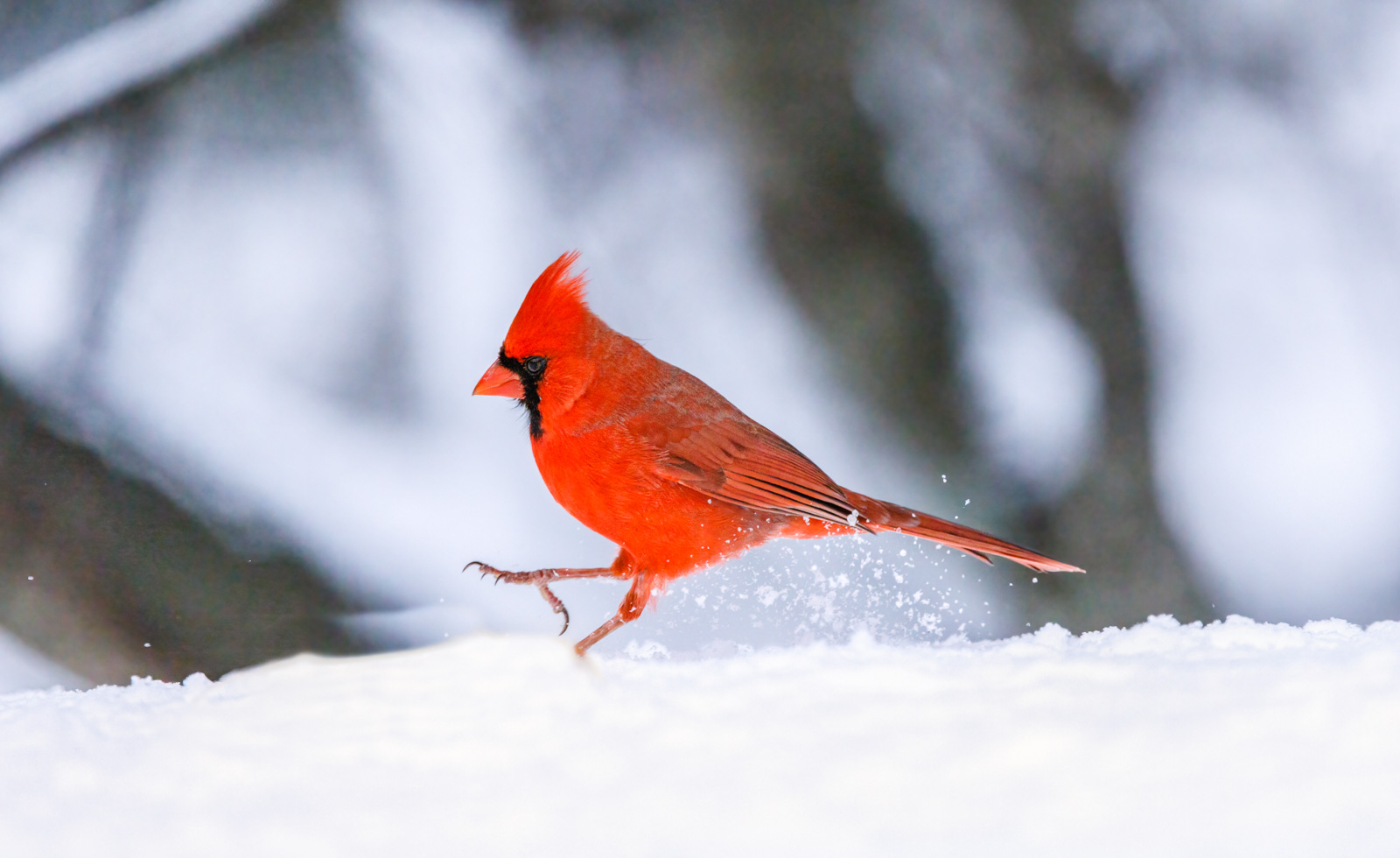 Cardinal slide.jpg