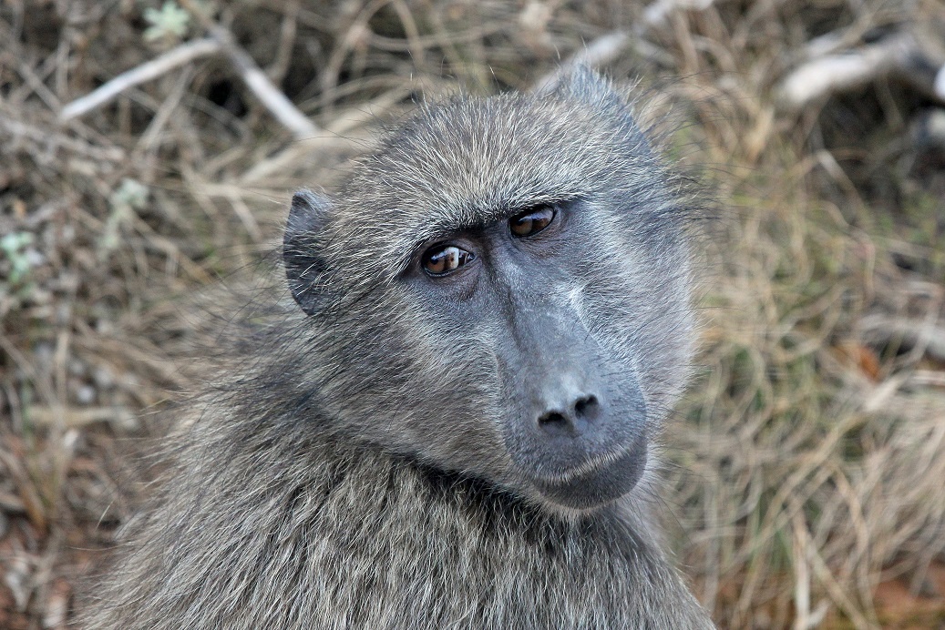 Chacma baboon (Papio ursinus).jpg
