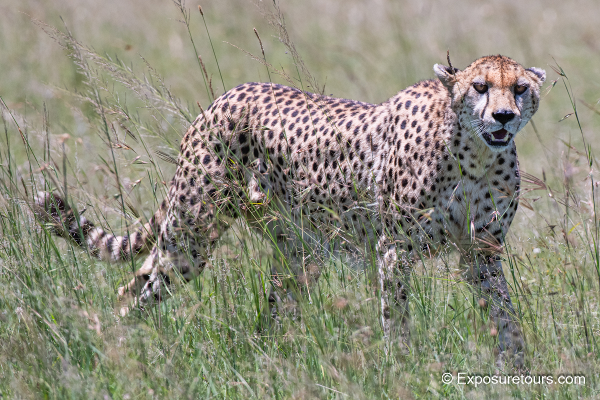 Cheetah in grass.jpg