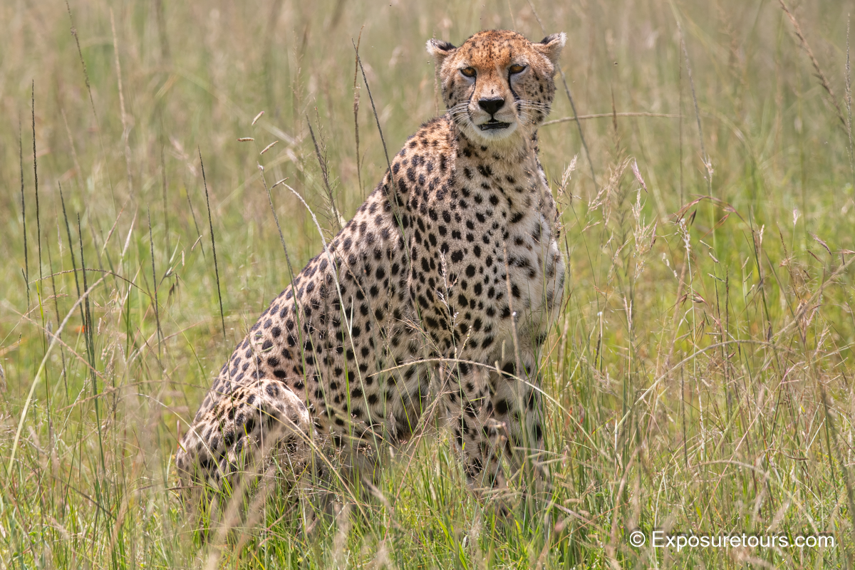 cheetah photo safari exposuretours.JPG