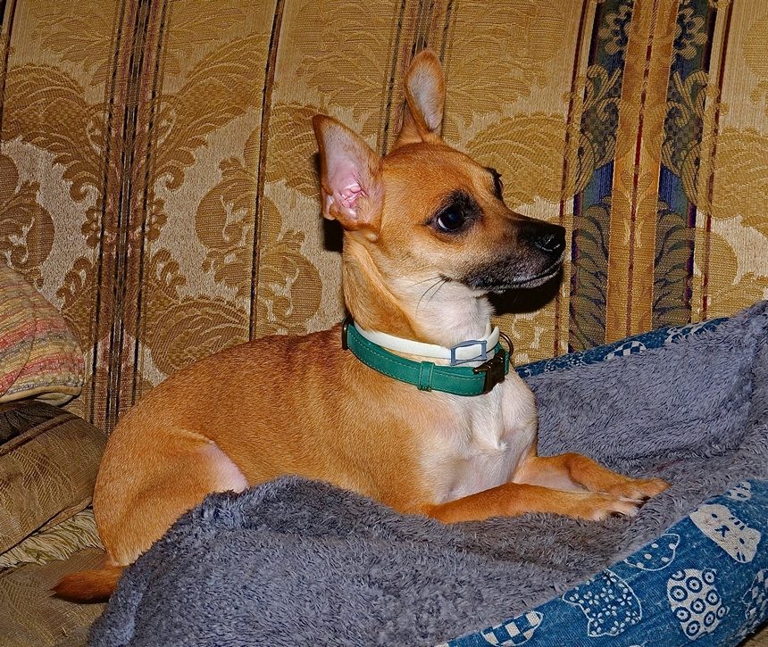 Dog RT HS.jpg