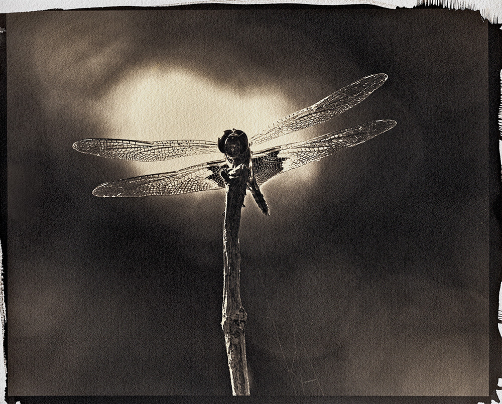 dragonfly ptpd 4 fb copy.jpg