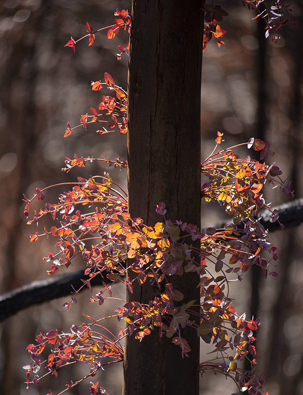 DSC_5265 euc foliage.jpg