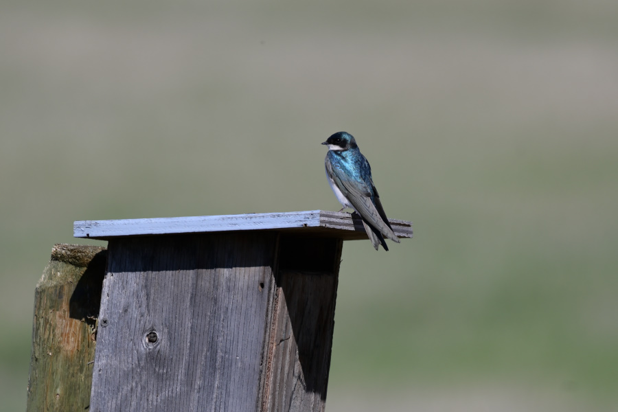 DSC_8940_00001.jpg