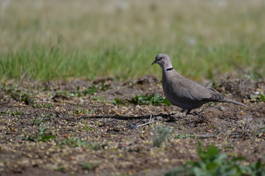 DSC_9077_00001.jpg