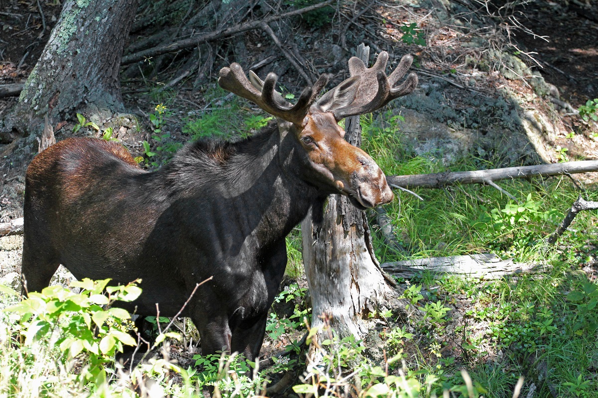 Elch - Moose (Alces alces).jpg