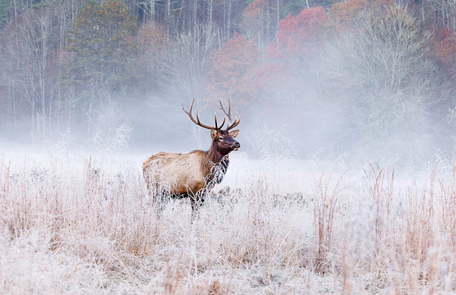 Elk frost.jpg