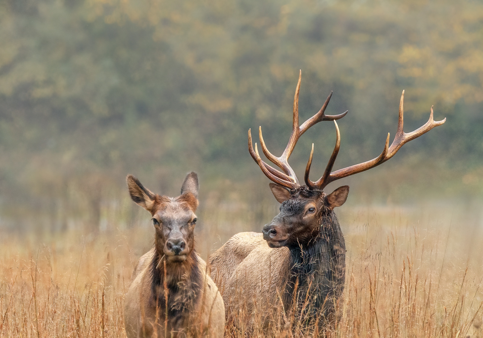 Elk pair.jpg