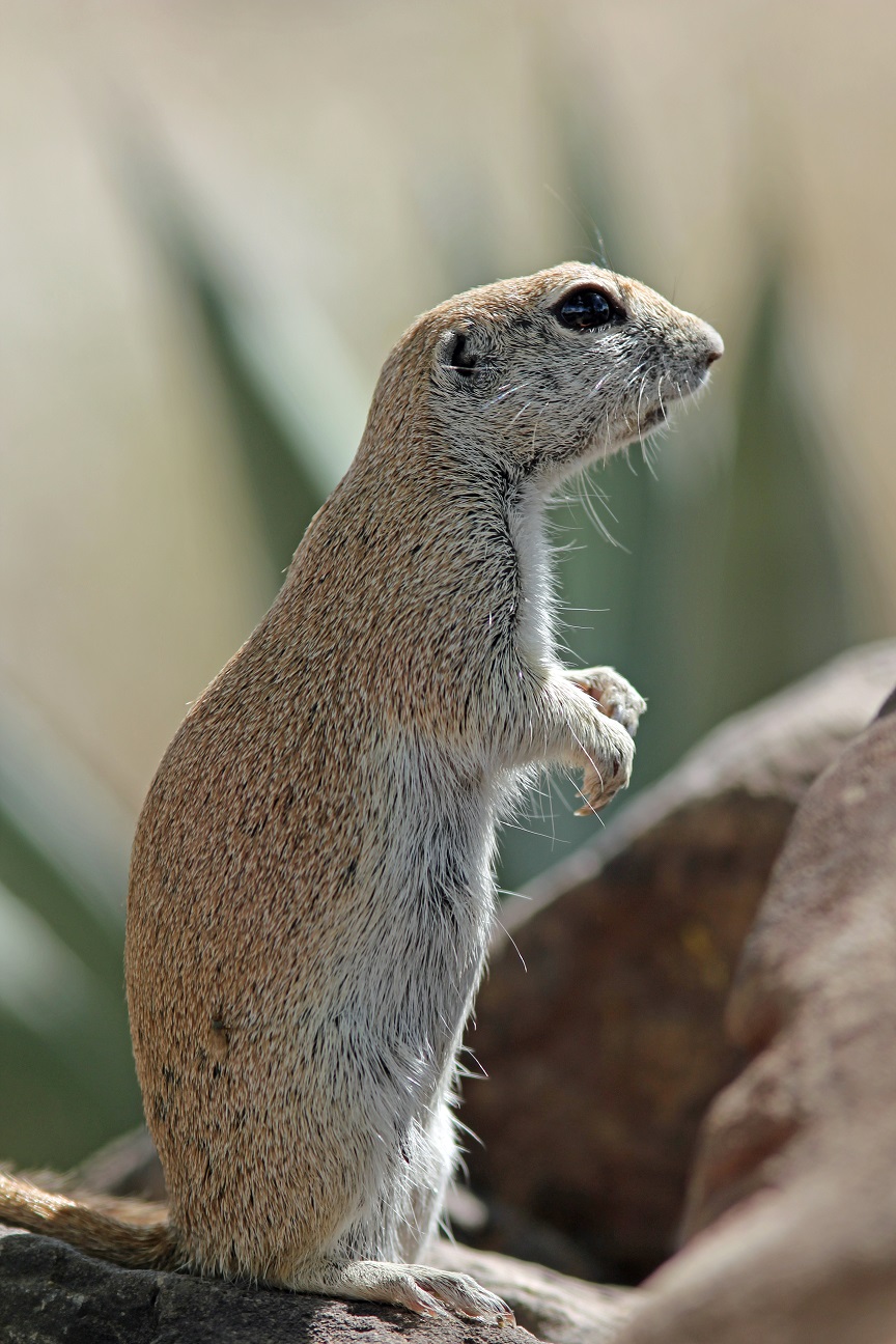 Erdhörnchen - Round tailed ground squirrel (Xerospermophilus tereticaudus).jpg