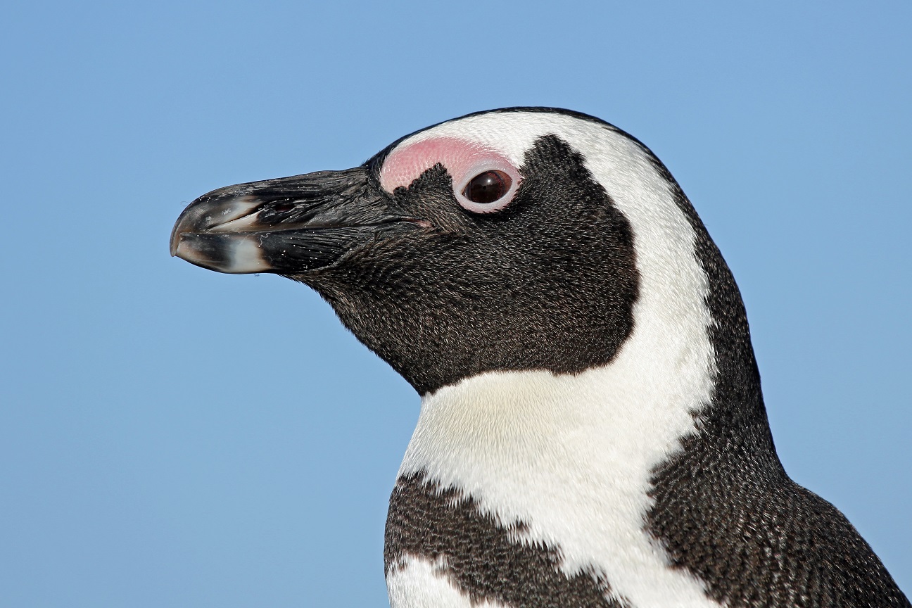 Eselspinguin - Jackass Penguin (Spheniscus demersus)3.JPG