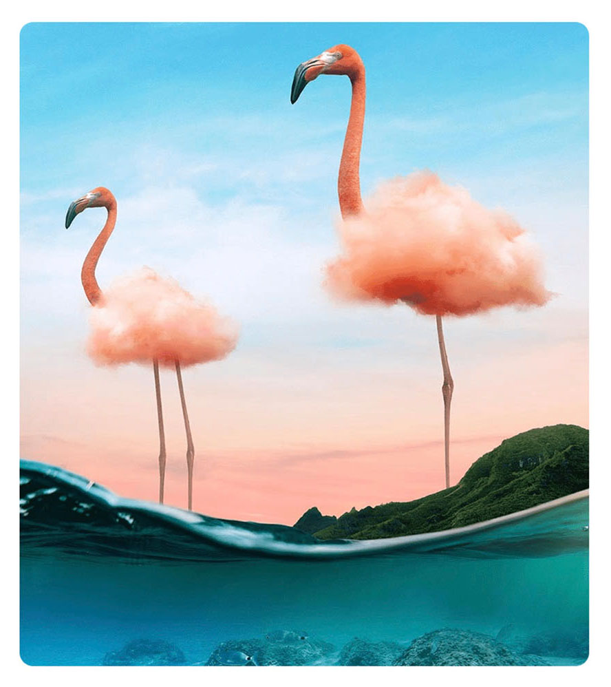 Flamingos.jpg