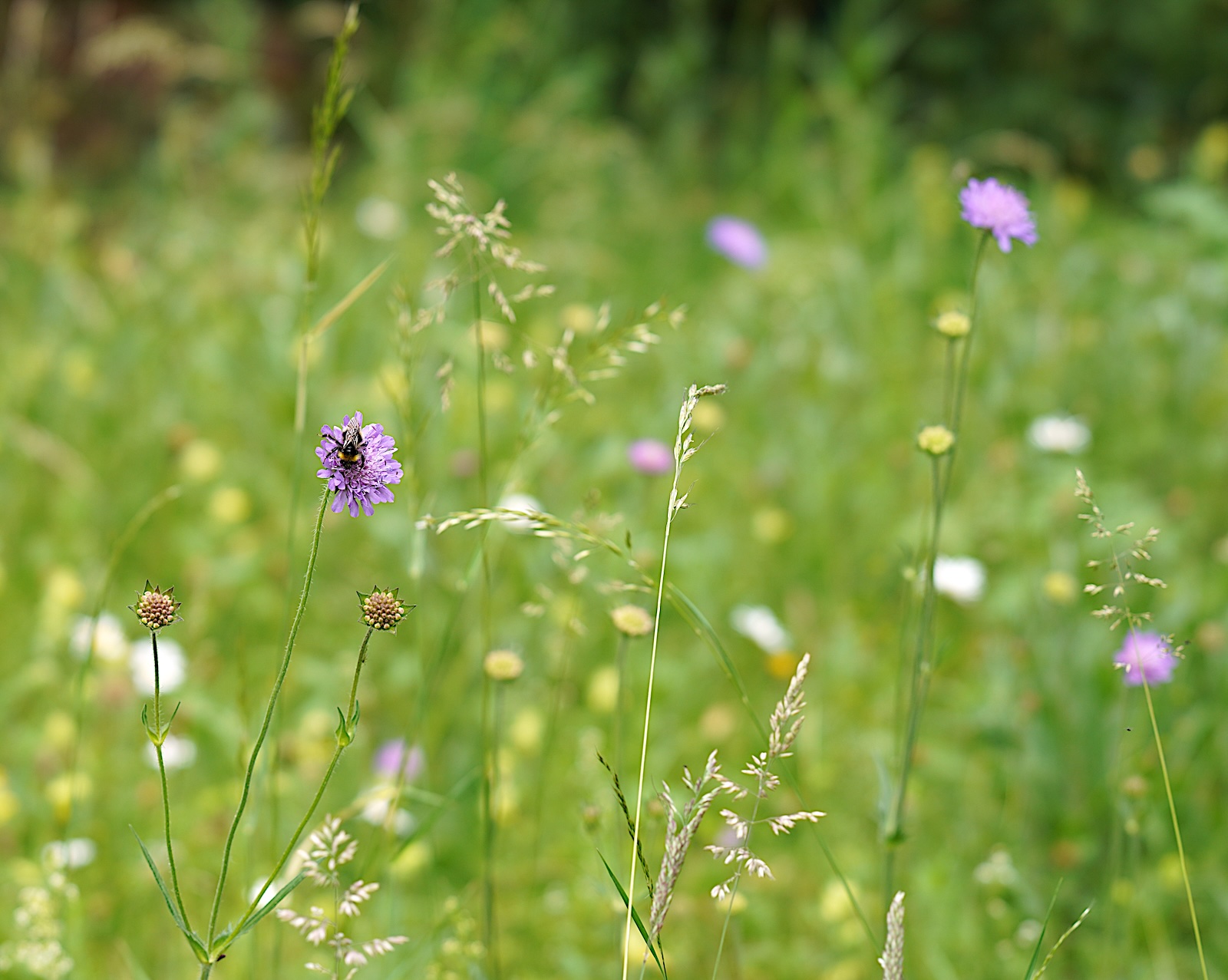 flowers2.jpeg