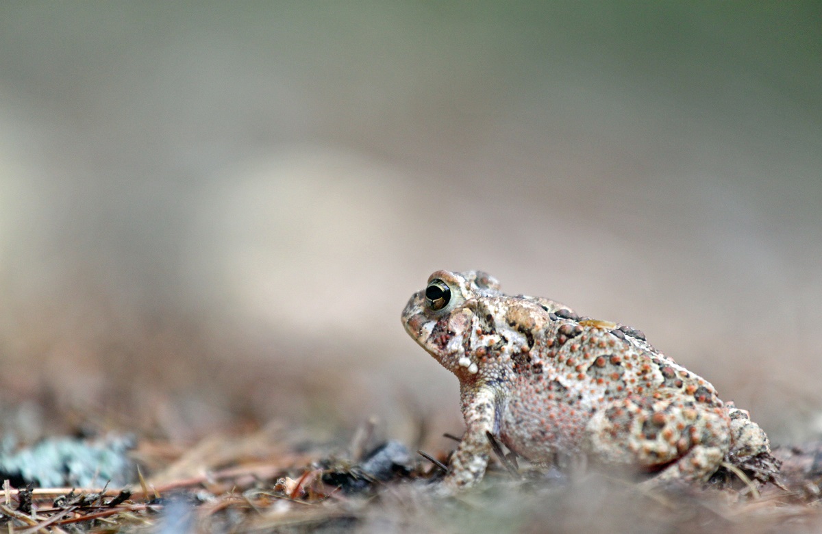 Fowlers Kröte - Fowler's Toad (Bufo fowleri).jpg