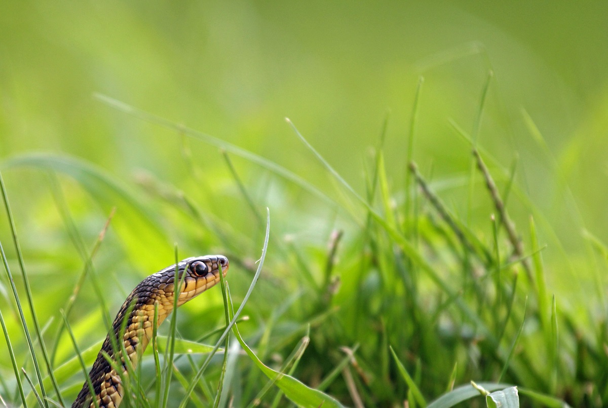 Gewöhnliche Strumpfbandnatter - Common Garter Snake (Thamnophis sirtalis).jpg