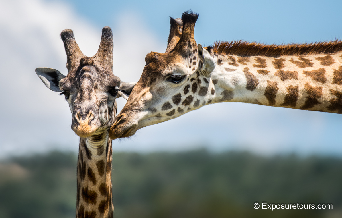 giraffe cup kiss_ep.jpg