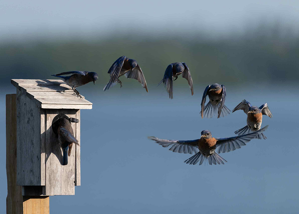 heading-to-the-nest-sharp 2.jpg