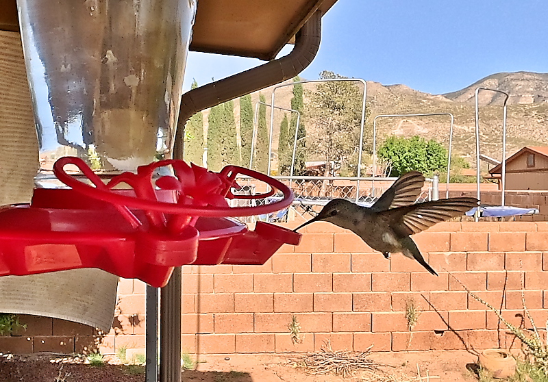 HummerStill2-01-s800.jpg