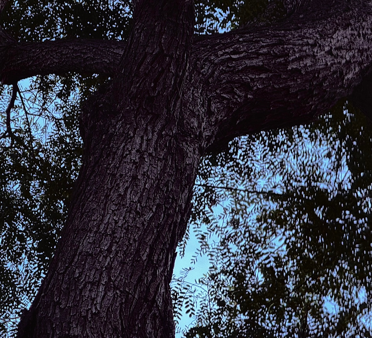 IMG_8374.jpeg