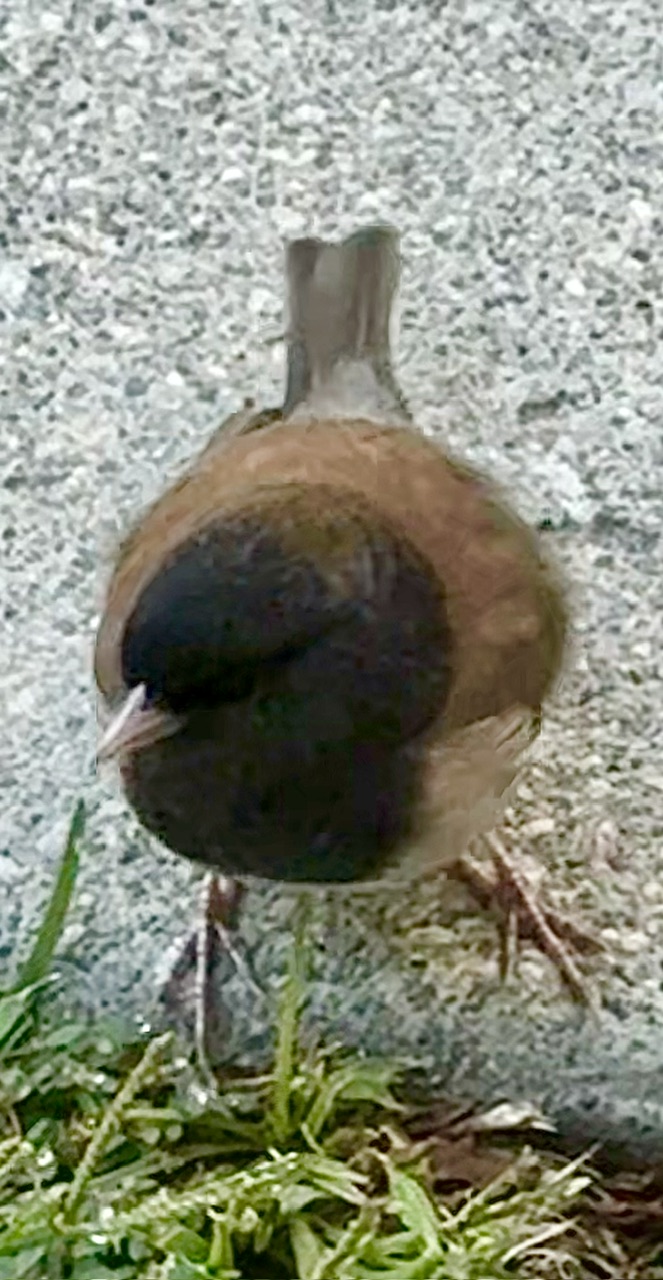 IMG_8523.jpeg