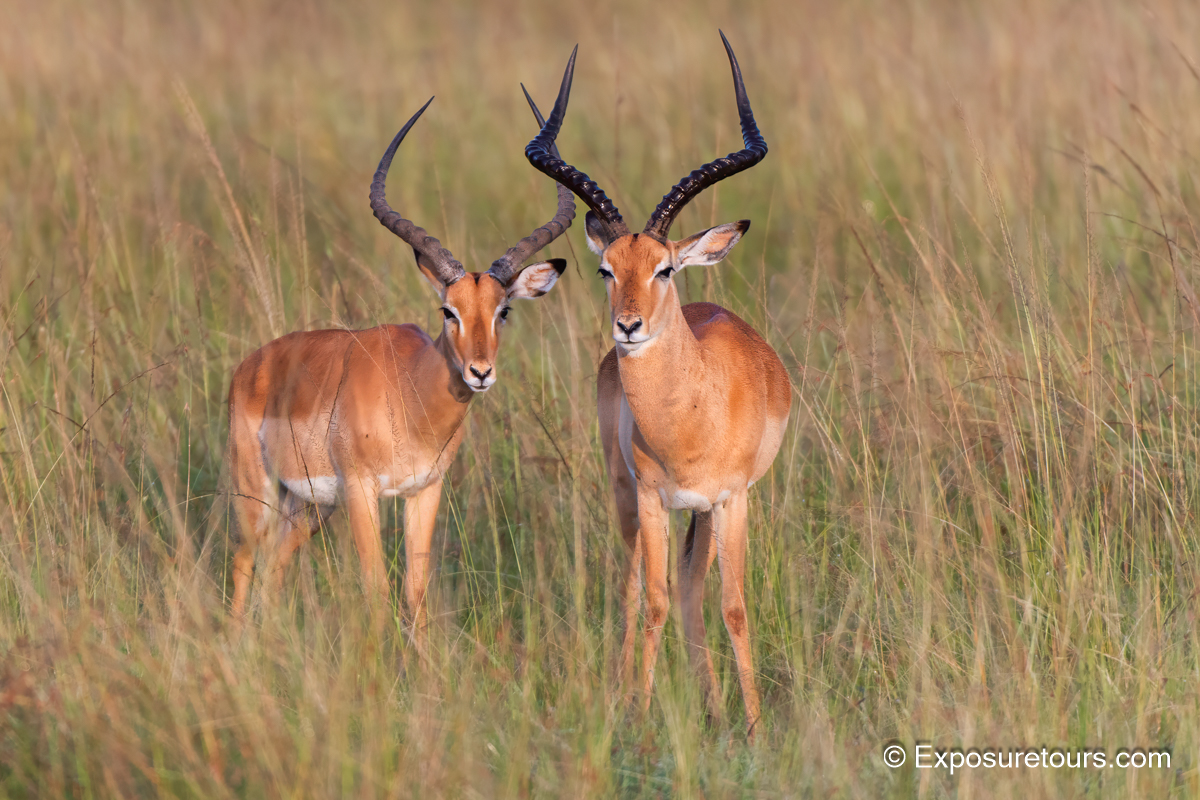 Impalas posing et.jpg