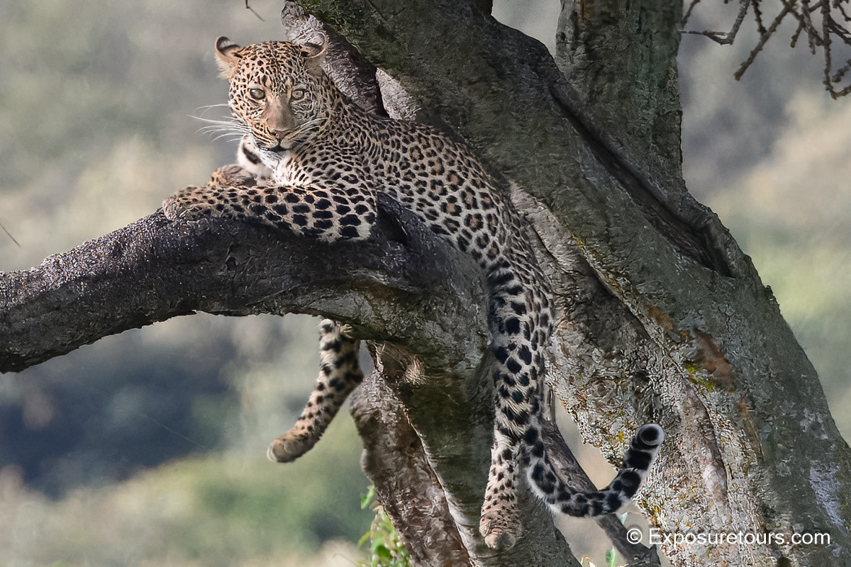 Leopard in tree sitting bryan pereira.jpg