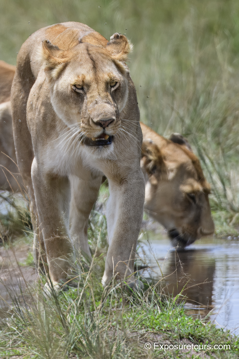 lion walking and drinking et.jpg