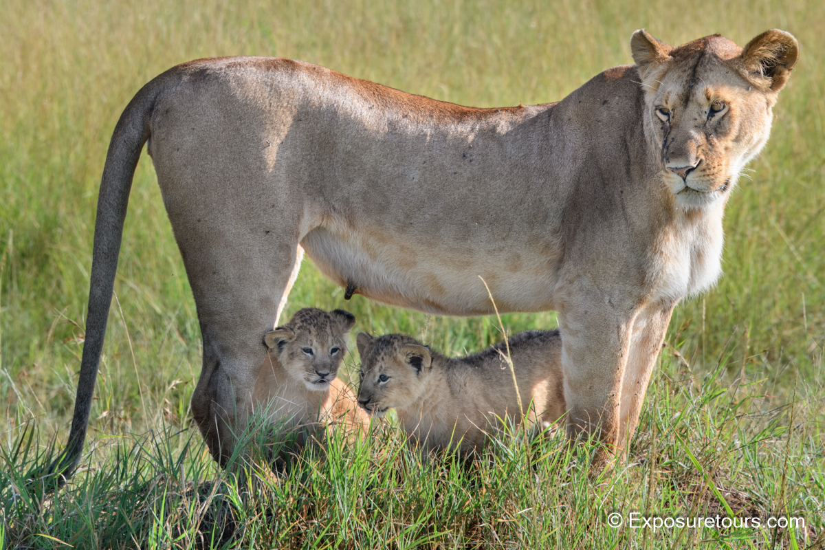 Lioness and cubs.jpg