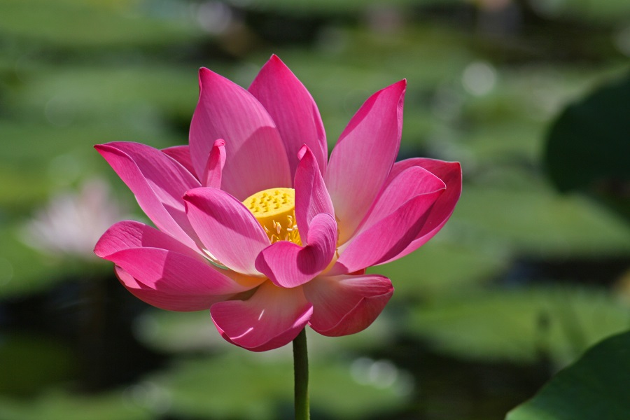 Lotusblüte - Lotus (Nelumbo).jpg