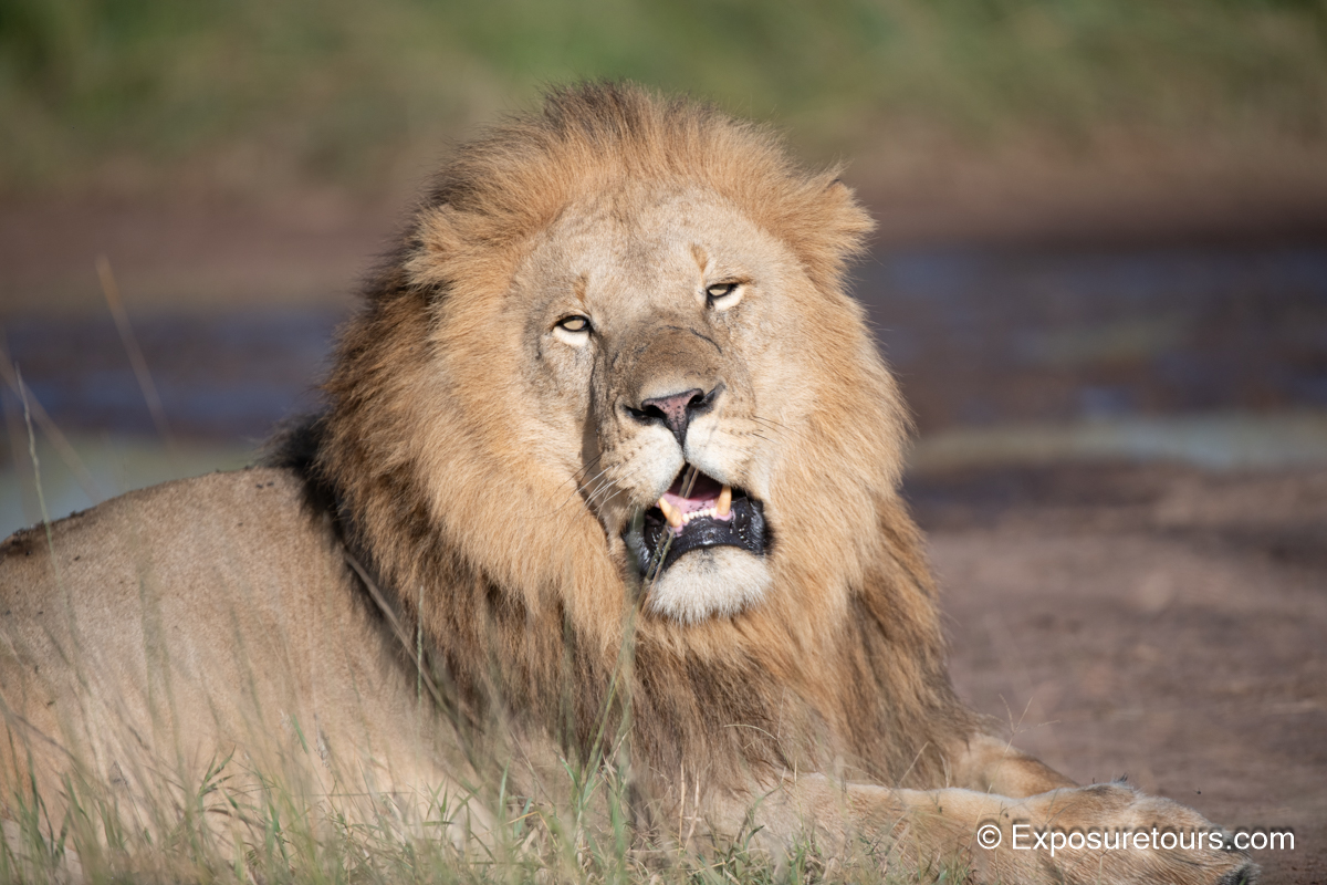 Male lion exposuretours.JPG