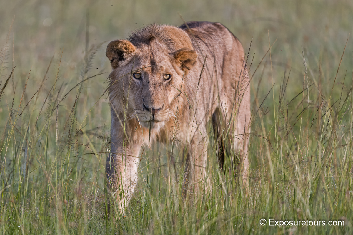 male lion prowl_DSC0710.JPG