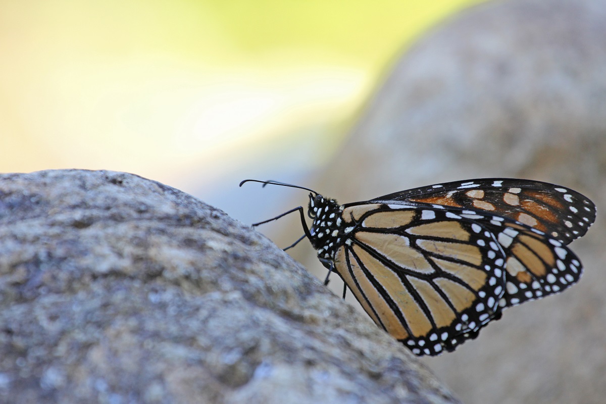 Monarchfalter - Monarch (Danaus plexippus)2.jpg