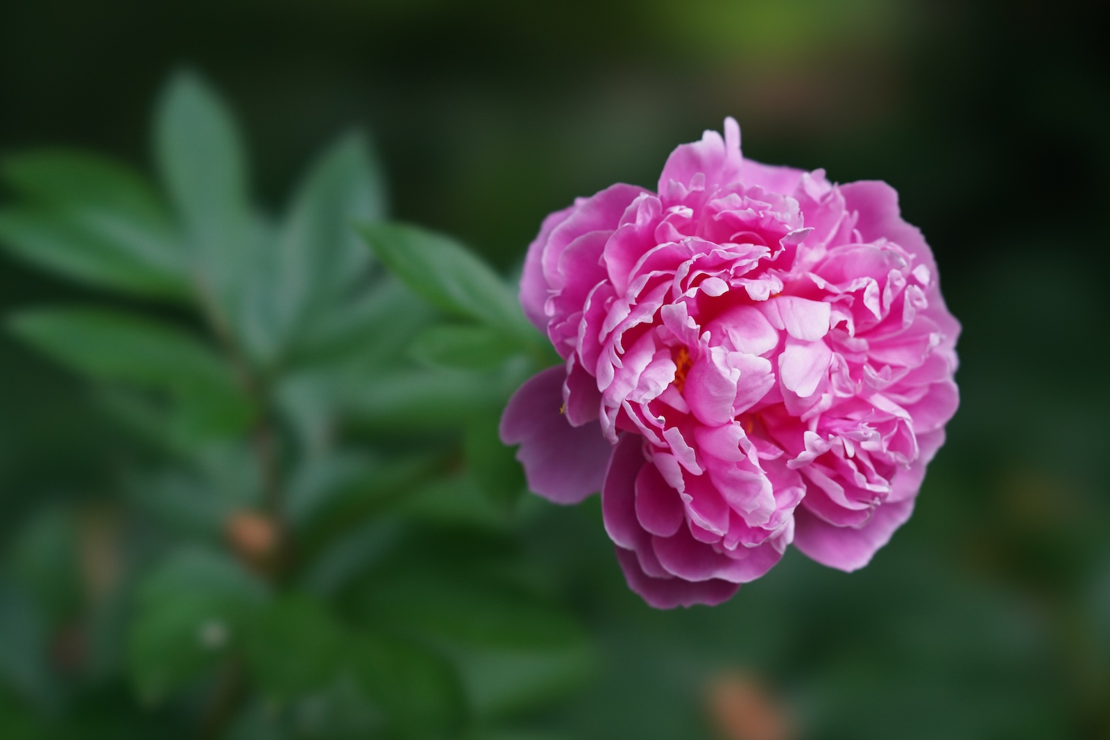 Peony.jpeg