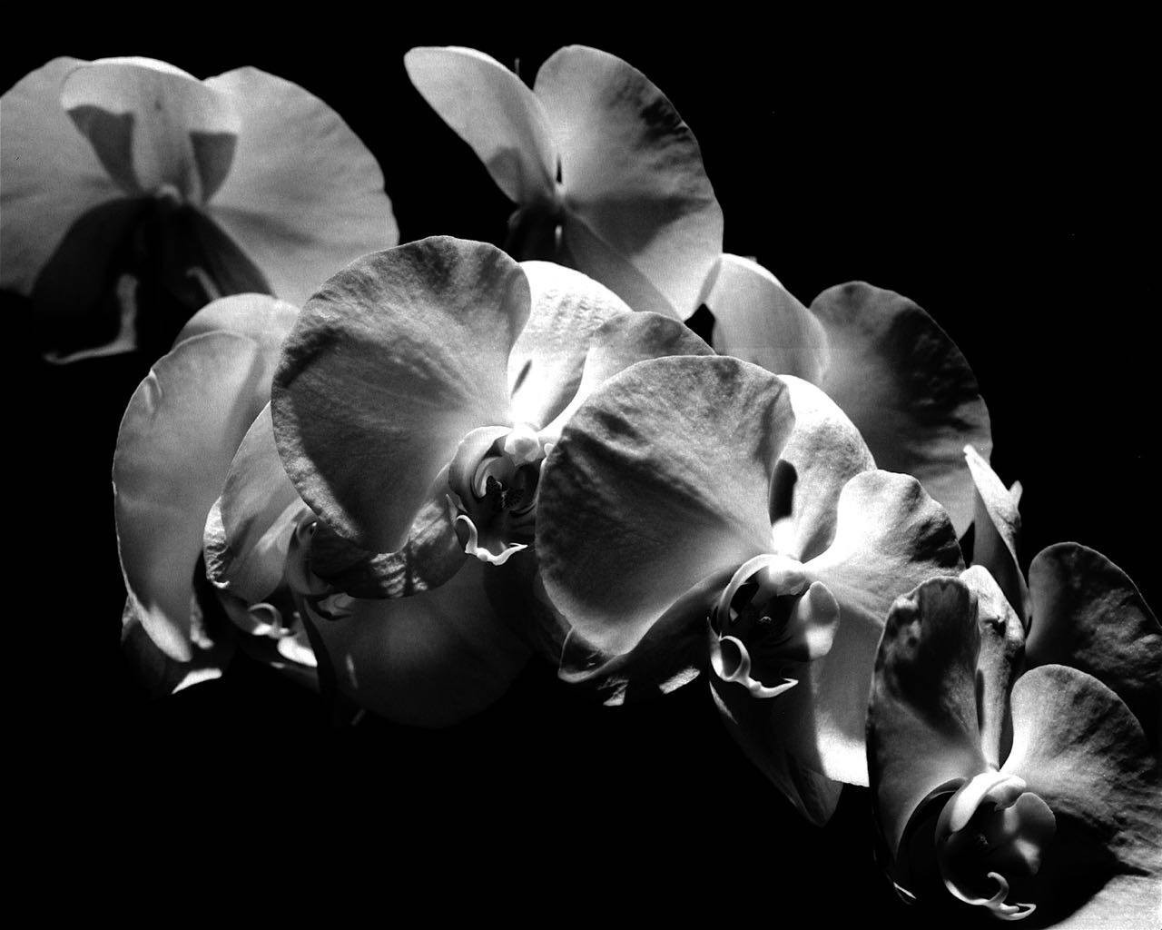 Polaroid 8x10 Flowers 300dpi.jpeg