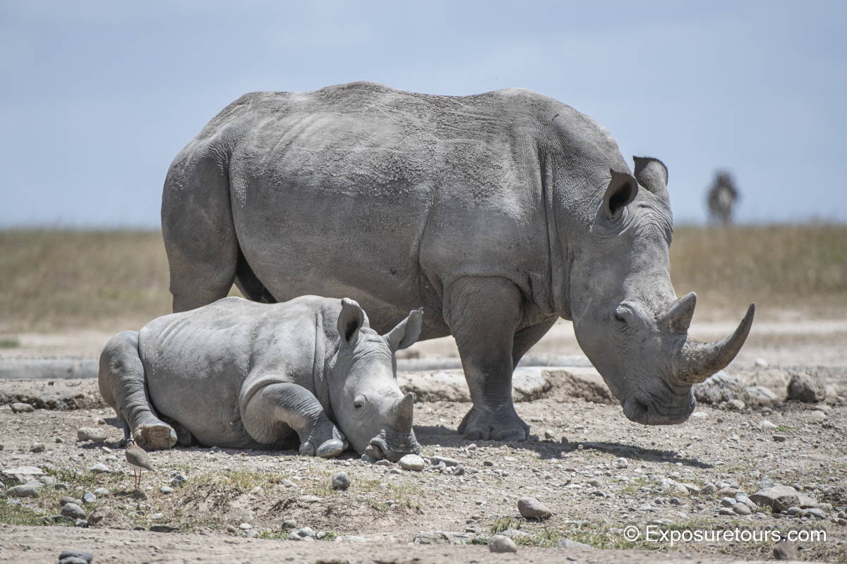 rhino and baby et.jpg