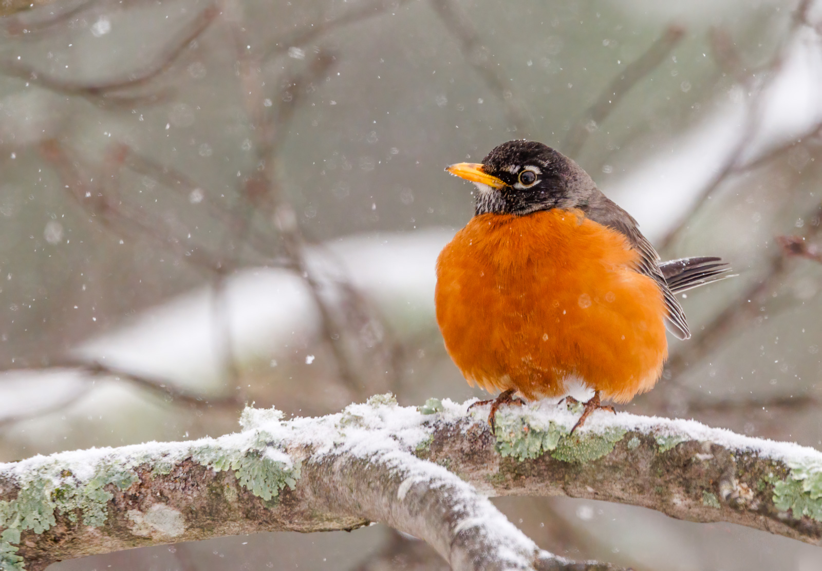 Robin in snow.jpg