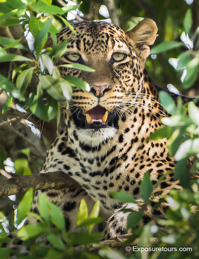 Sarah leopard 2.jpg