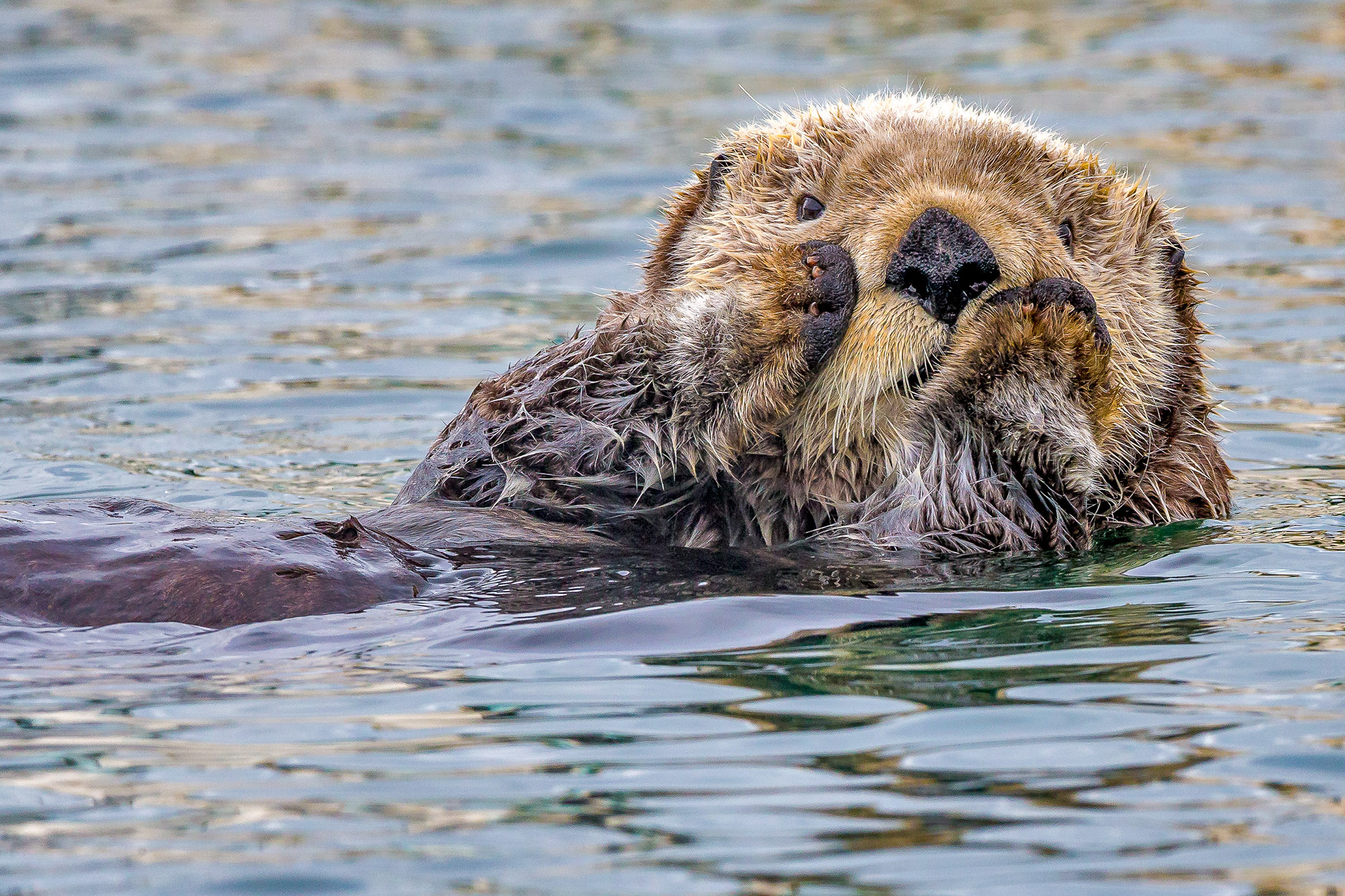 SeaOtter_Homer_1DX25128Ex.jpg